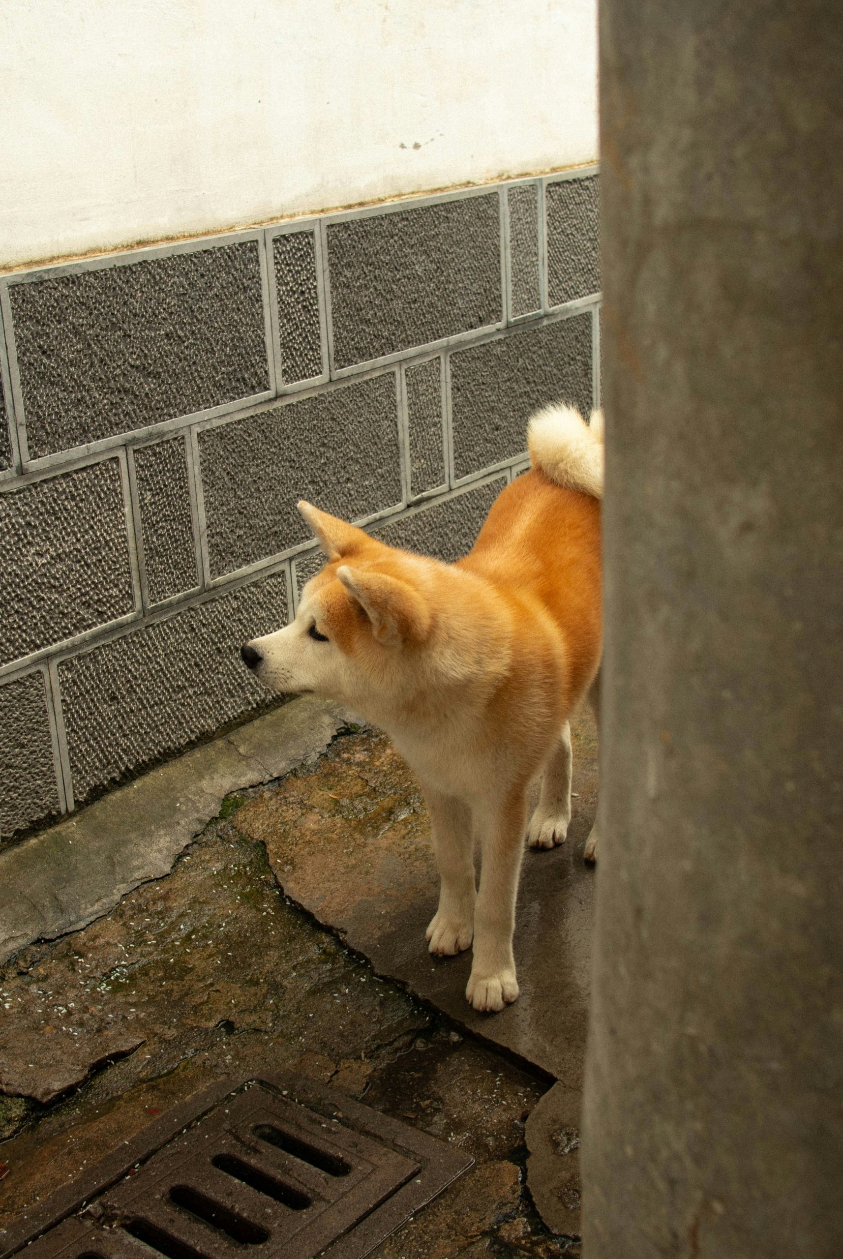 Verdant Akita Dog