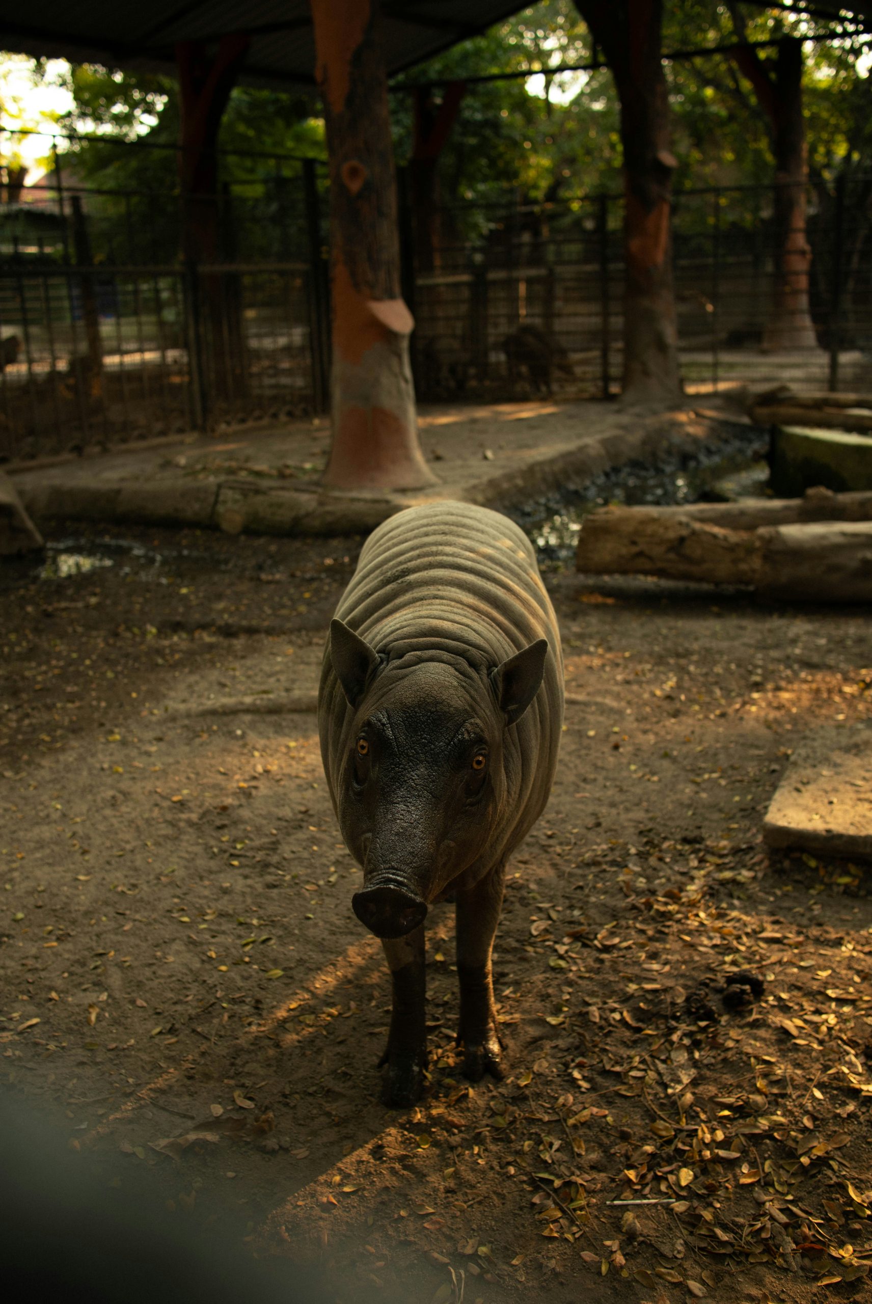 Verdant Babirusa With Wrinkled