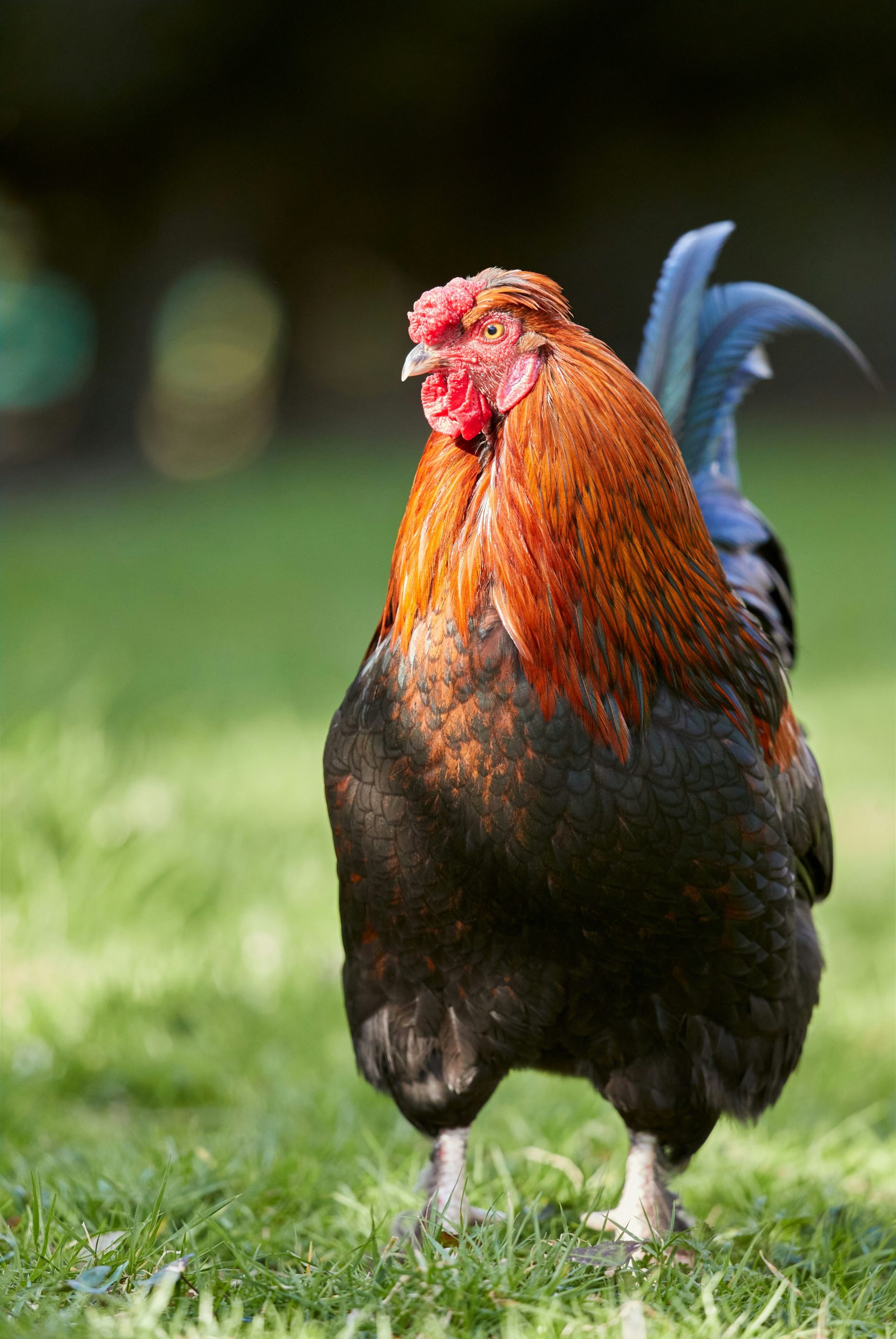 Verdant Rooster With Copper