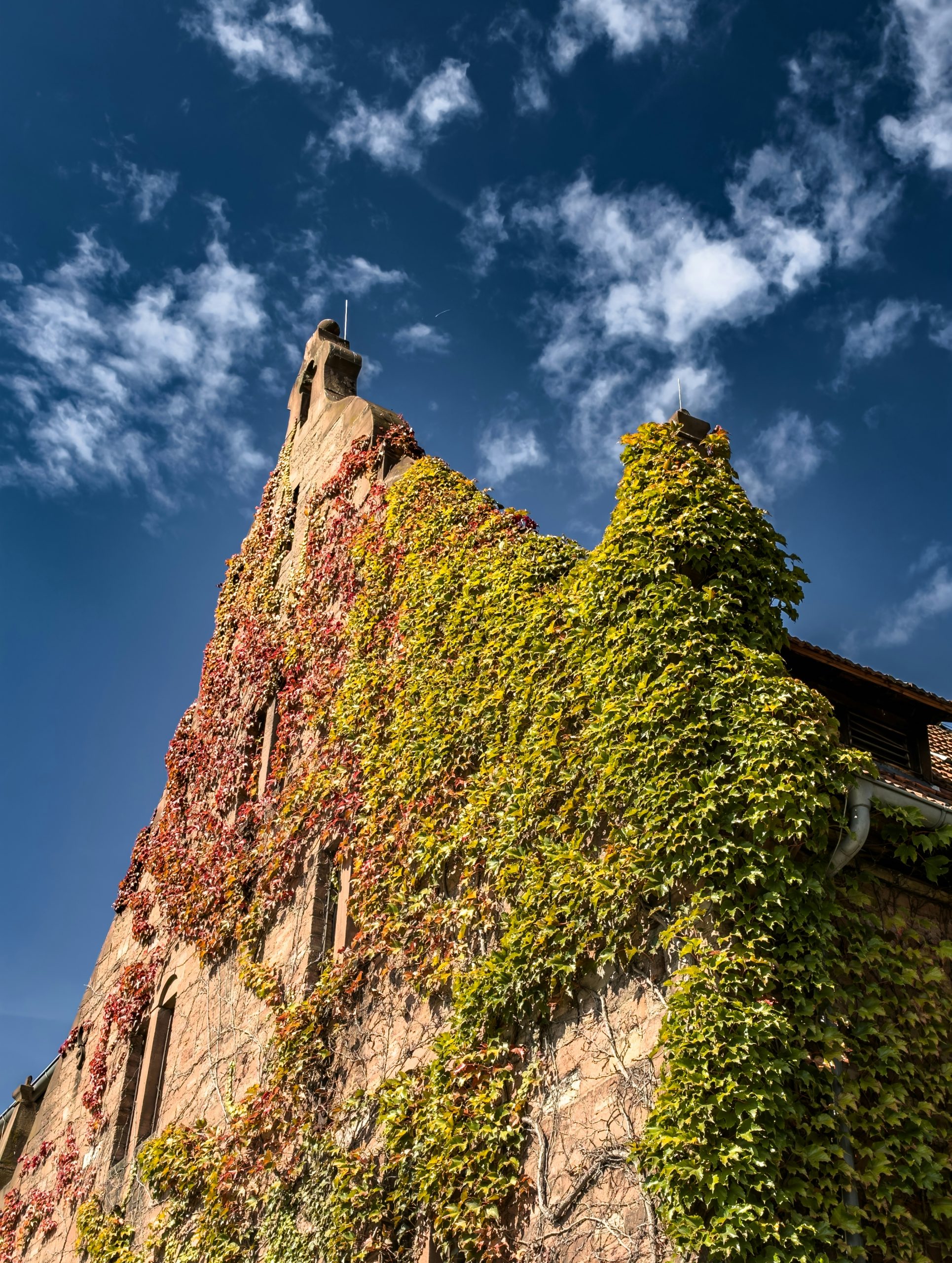 Verdant Stone Building Facade Covered