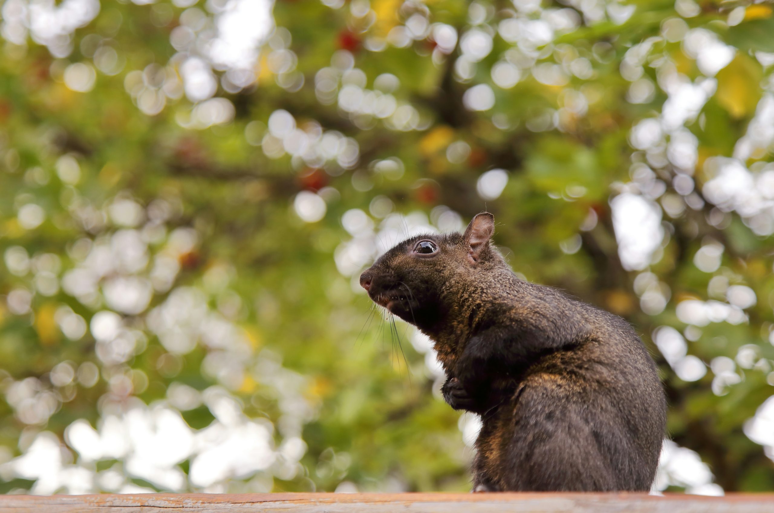 Vivid Black Squirrel