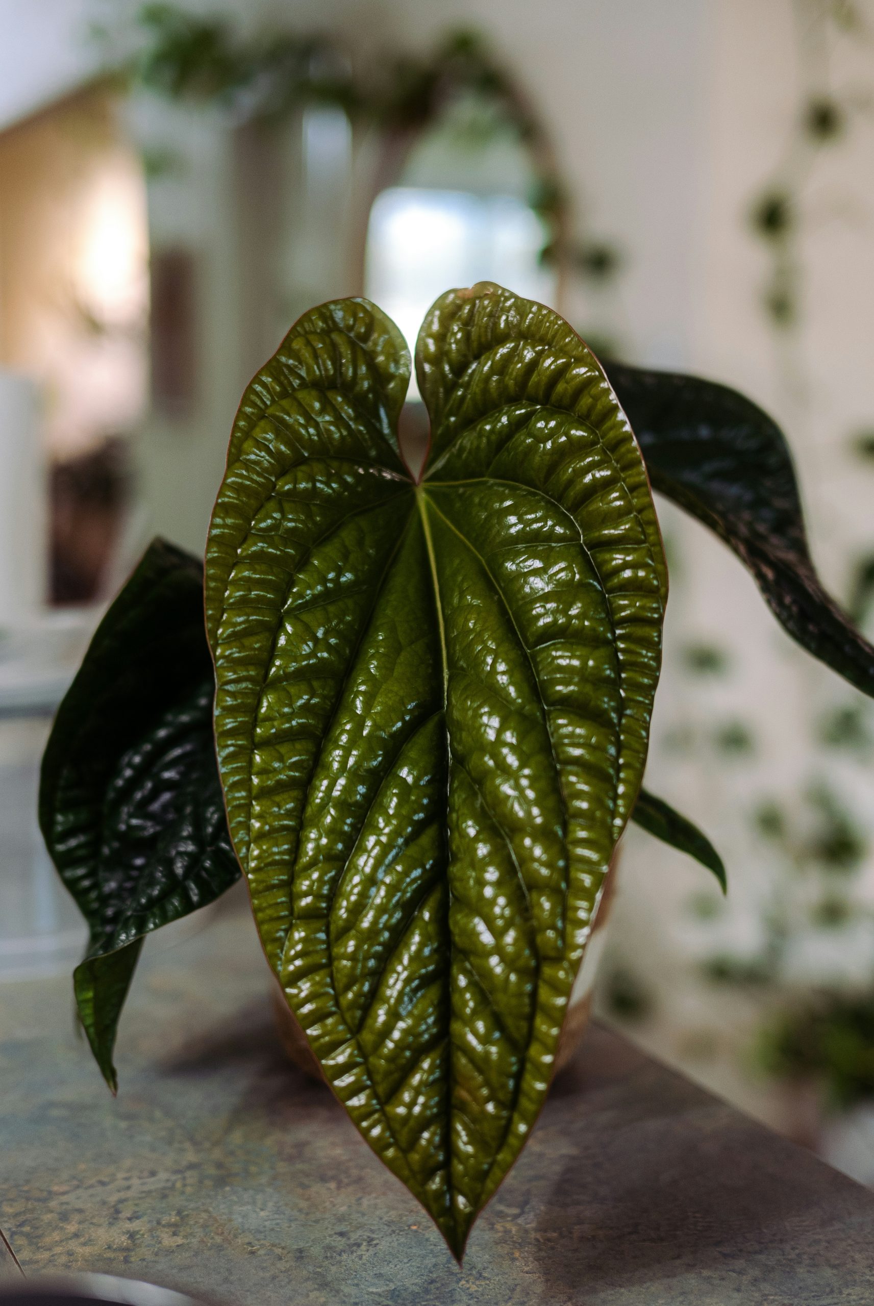 Vivid Dark Green Heart-Shaped Leaf