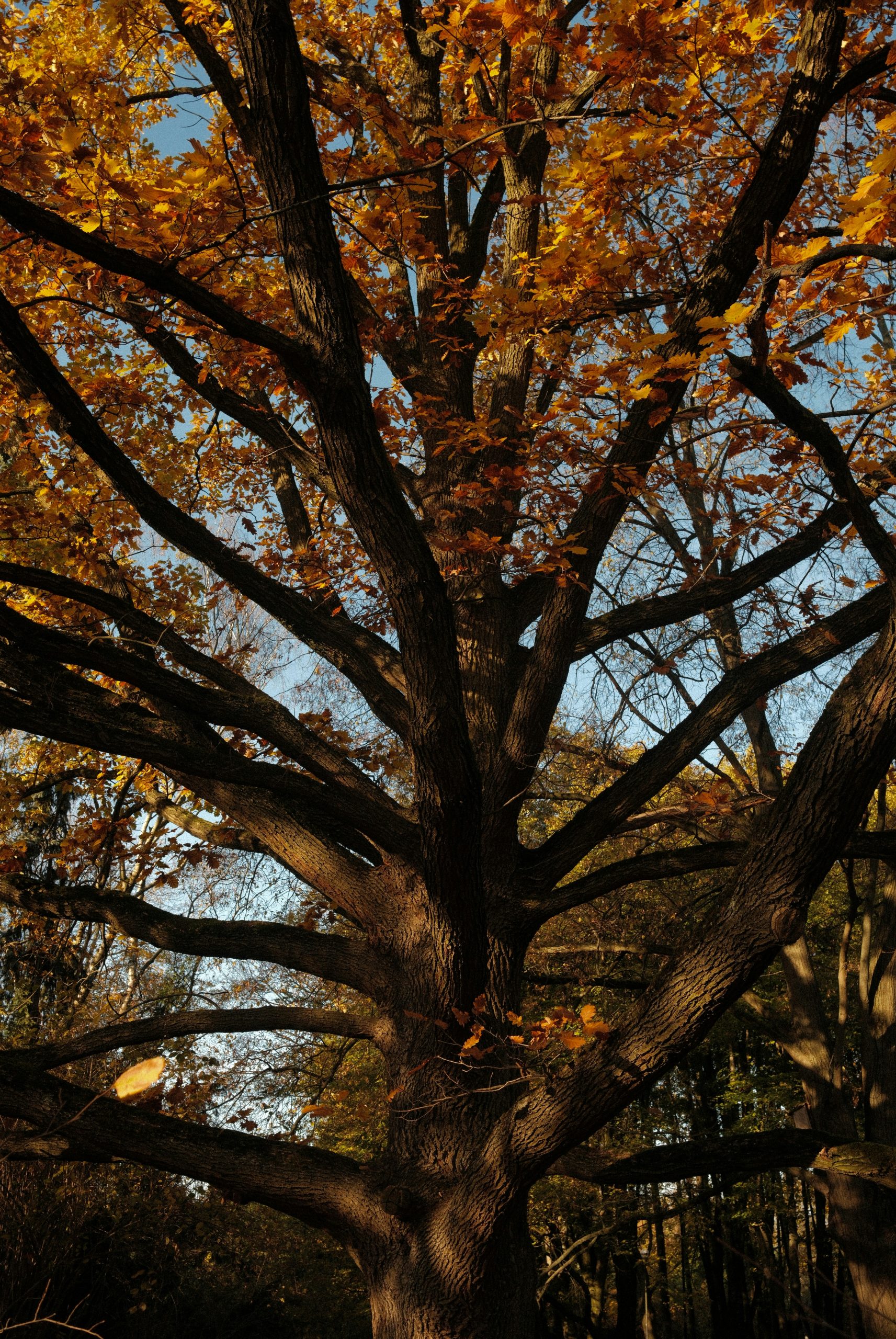Vivid Large Oak Tree