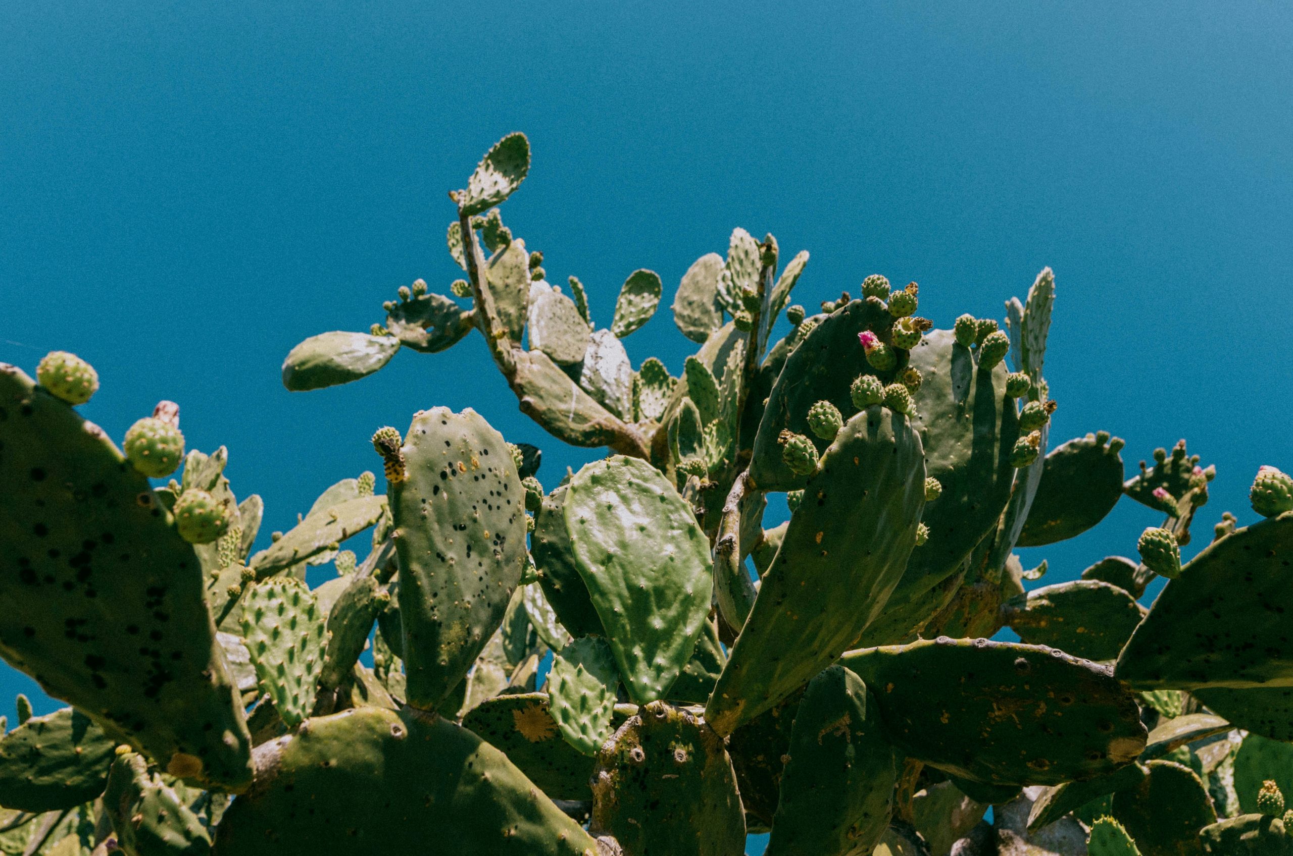 Vivid Prickly Pear Cactus