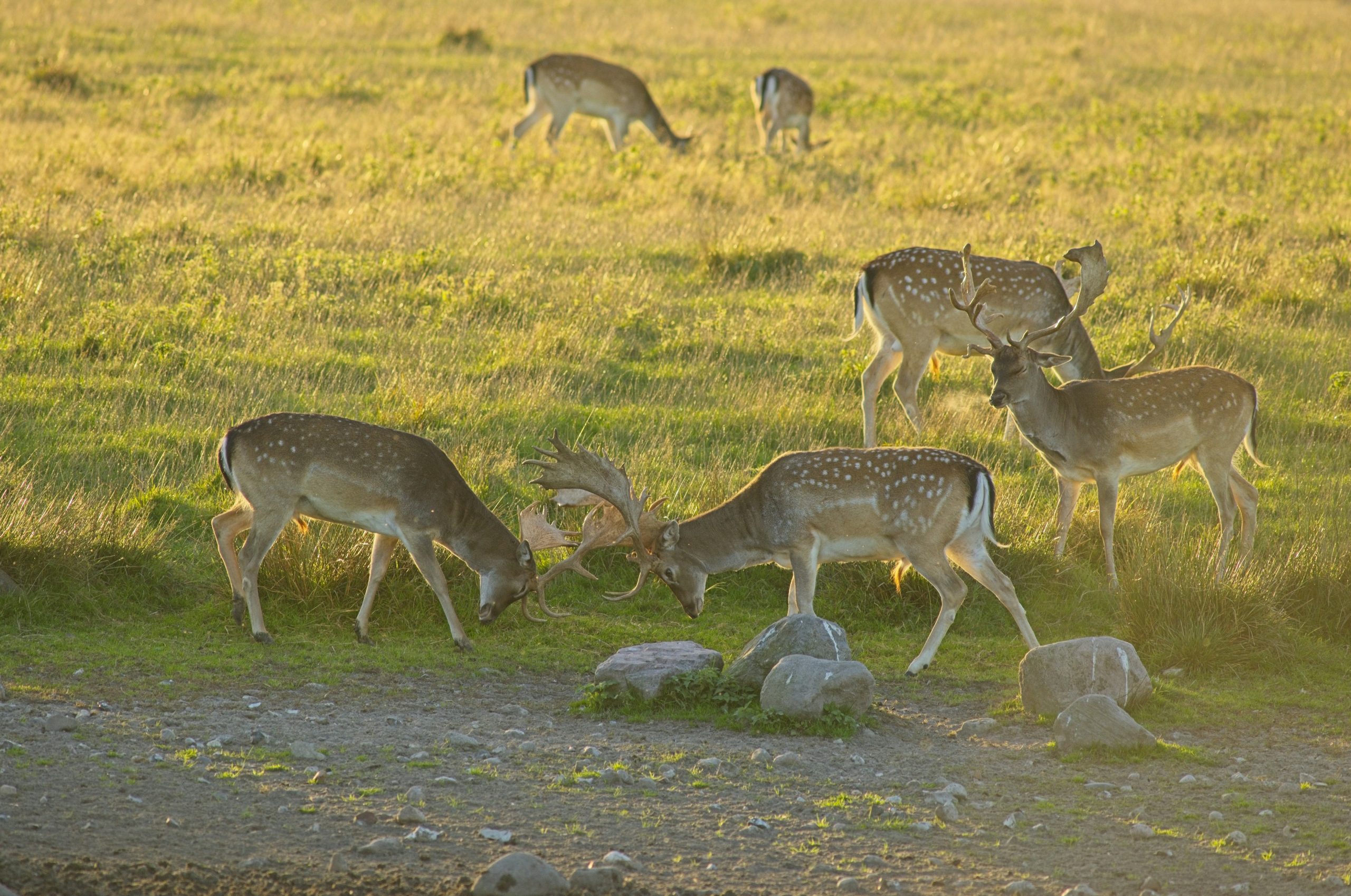 Vivid Two Fallow Deer Locking