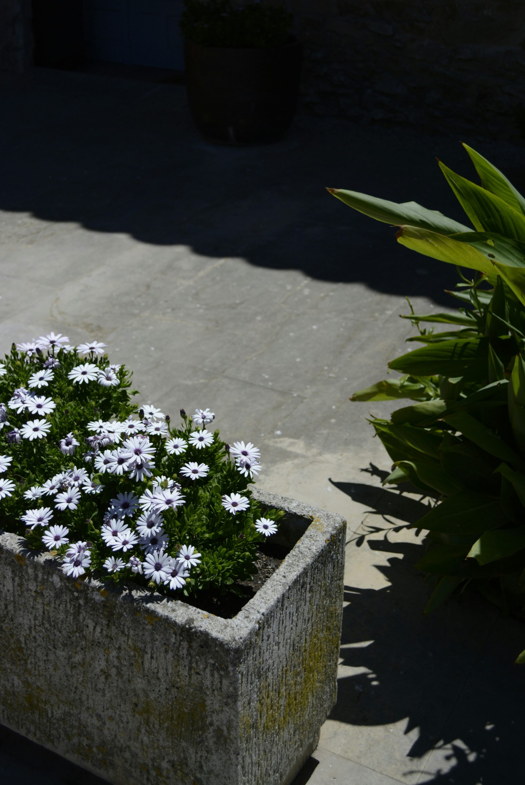 Vivid White African Daisies