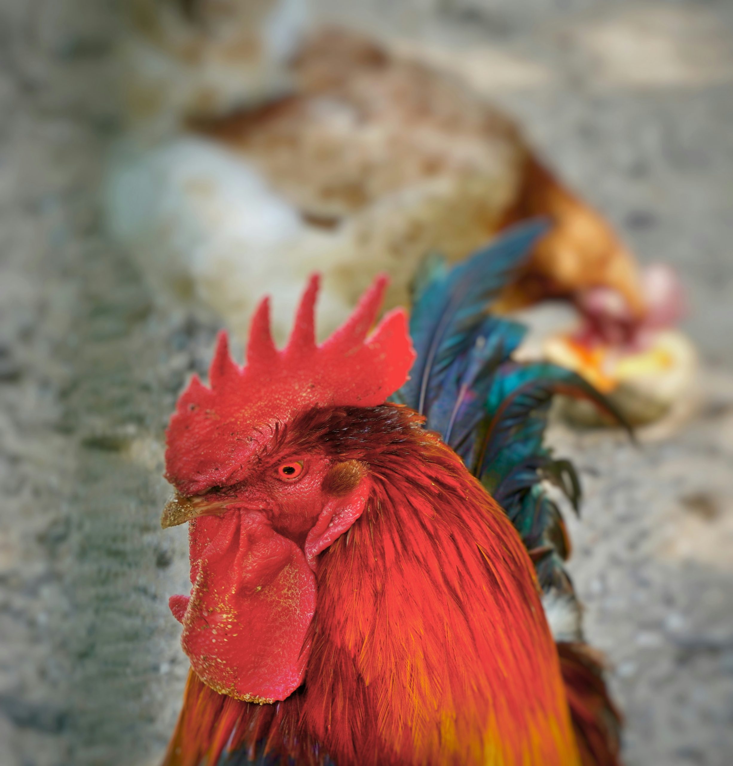 Whispered Bright Red Rooster