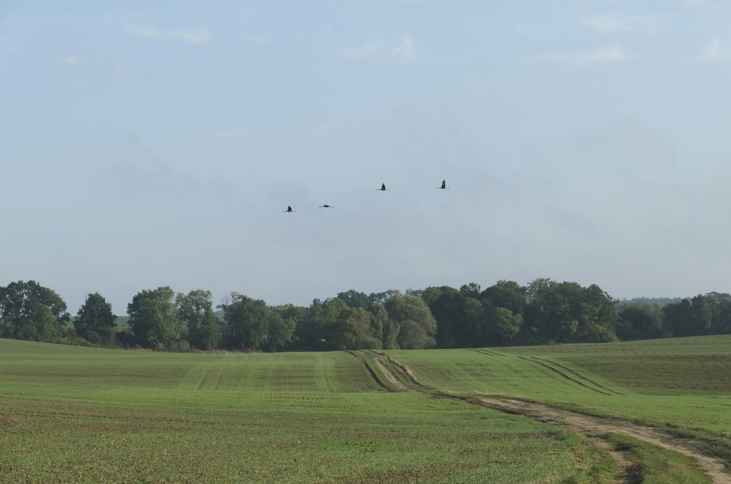 Whispered Four Birds Flying