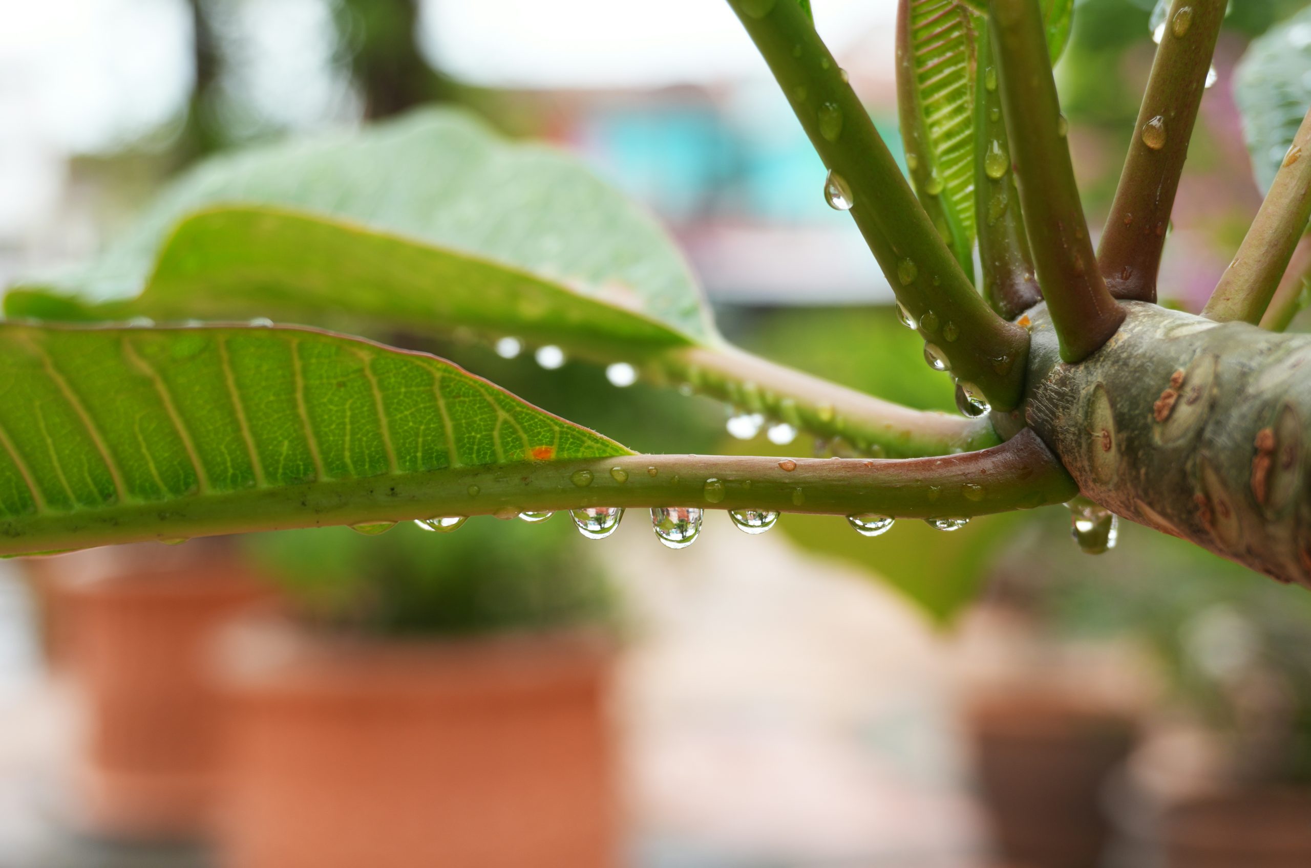 Whispered Raindrops Clinging